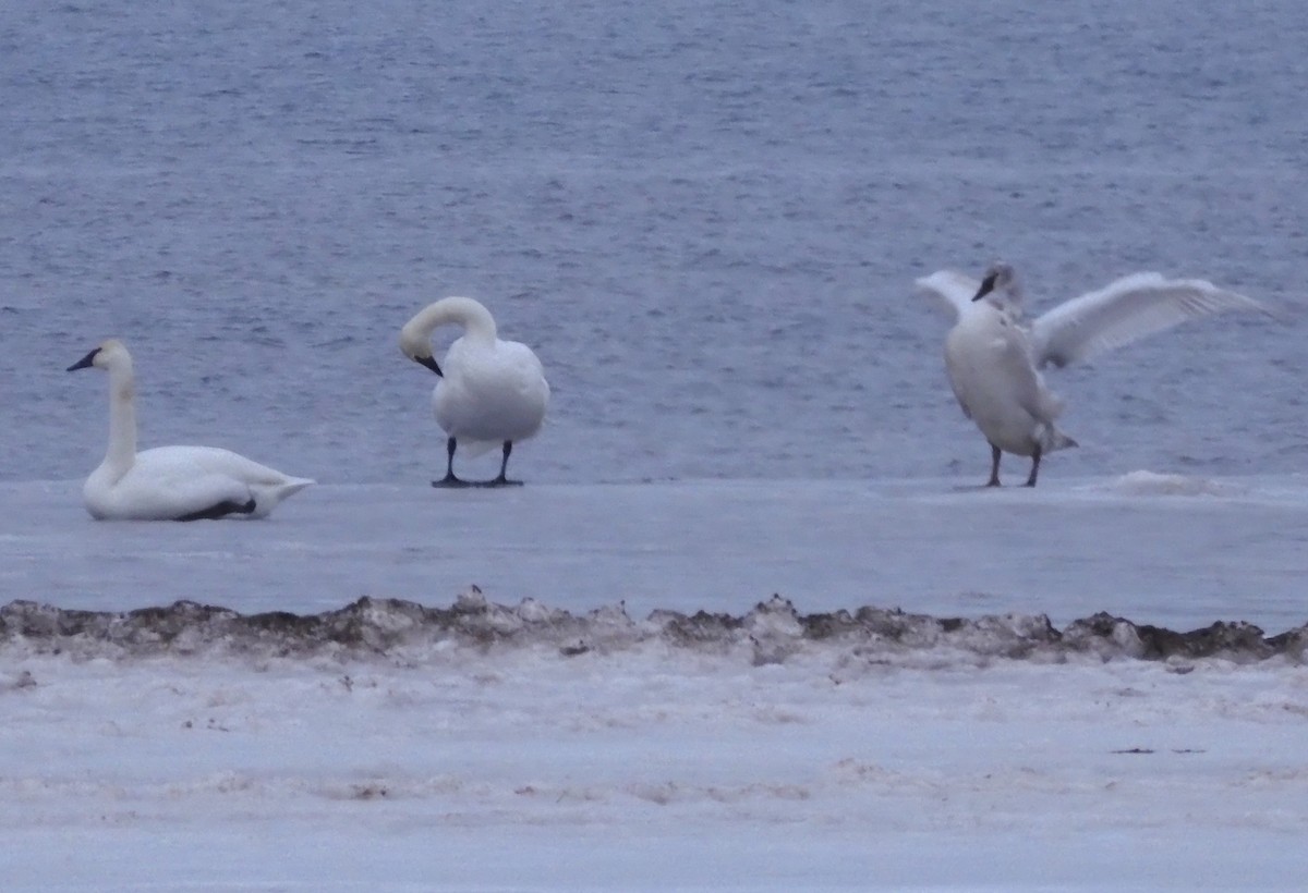 Trumpeter Swan - Joseph Youngman