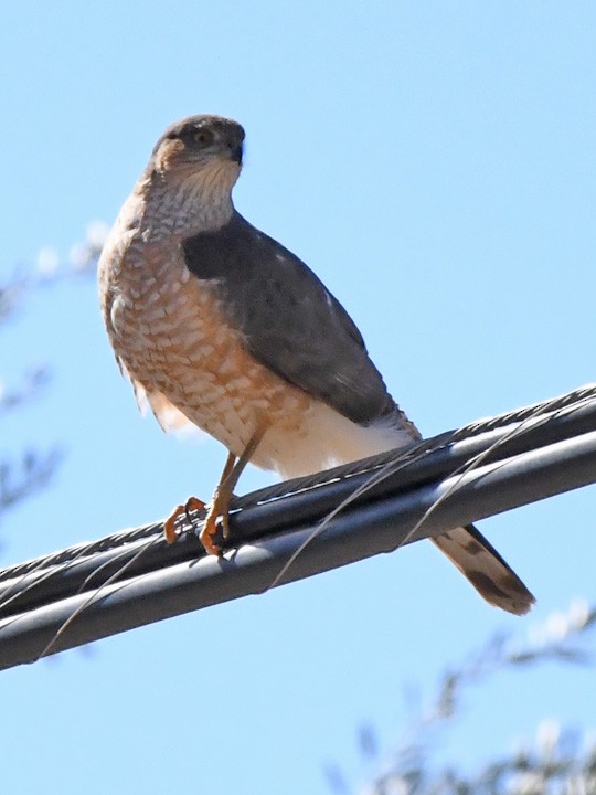 Sharp-shinned Hawk - ML614064319