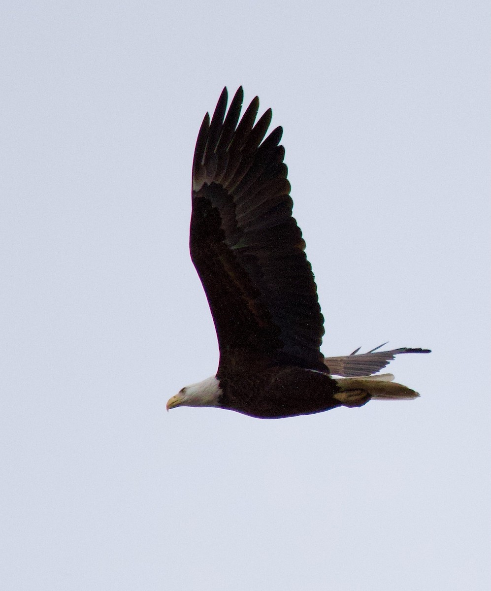 Bald Eagle - ML614064370