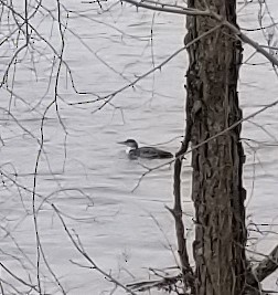 Common Loon - David Rothrock