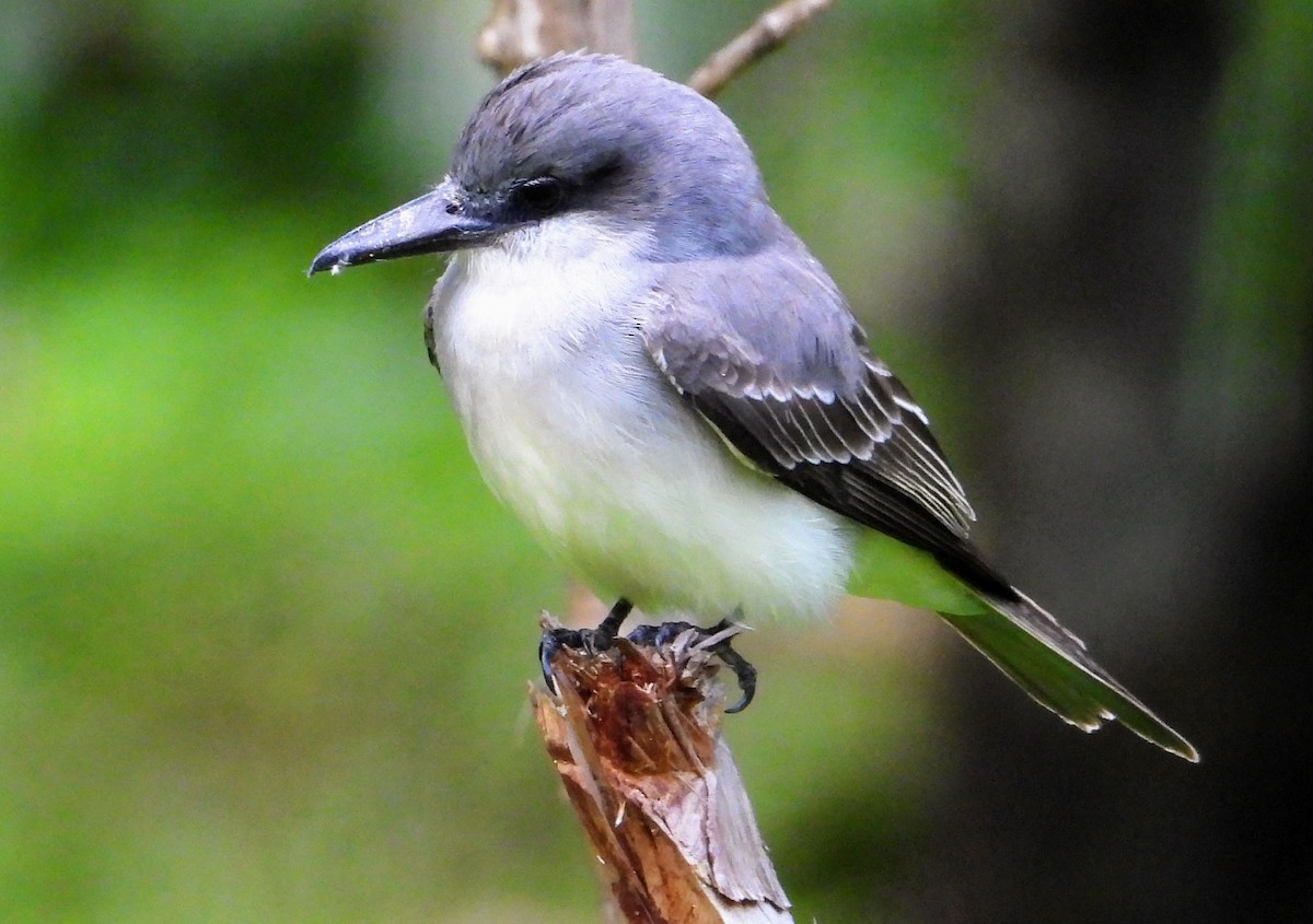 Gray Kingbird - ML614064473