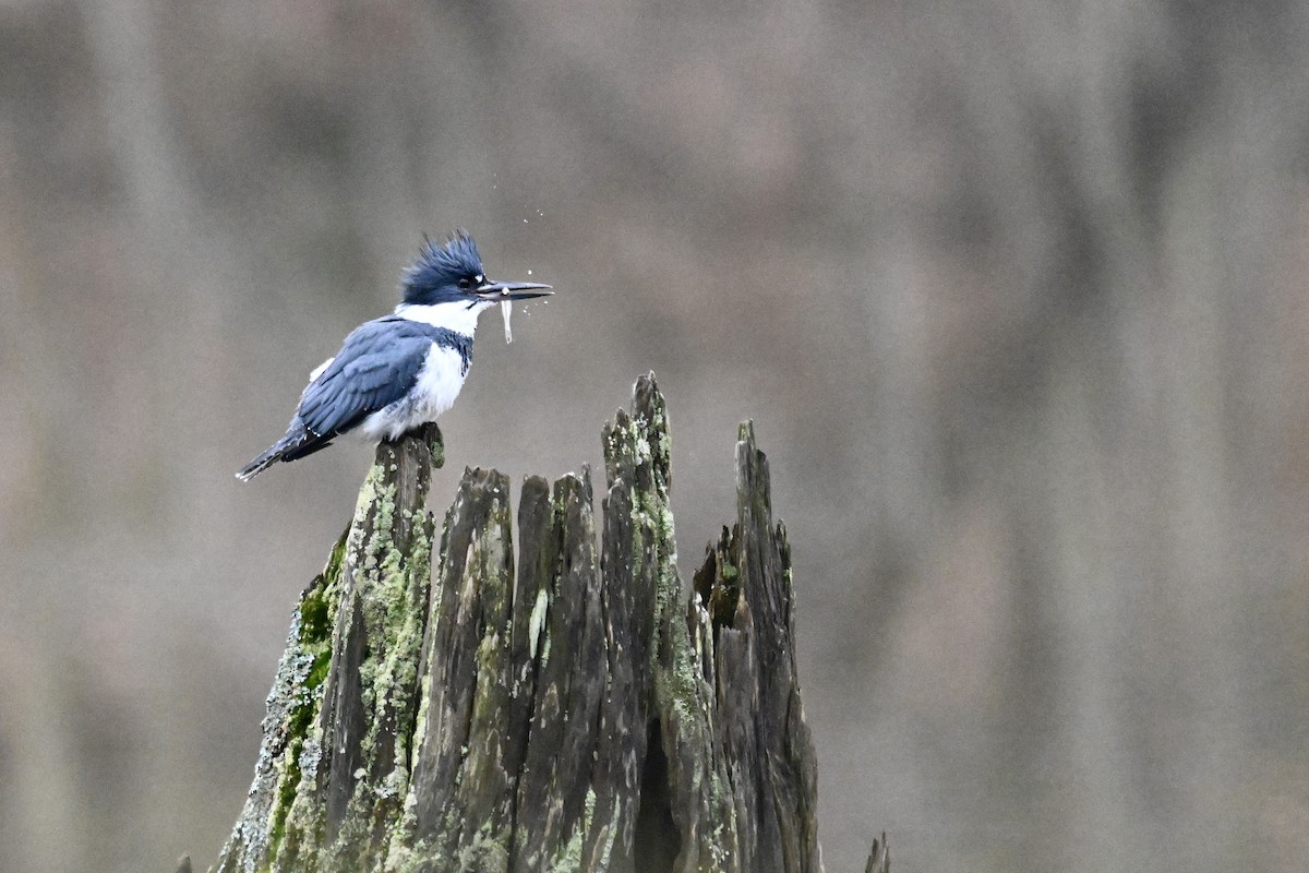 Belted Kingfisher - ML614064511