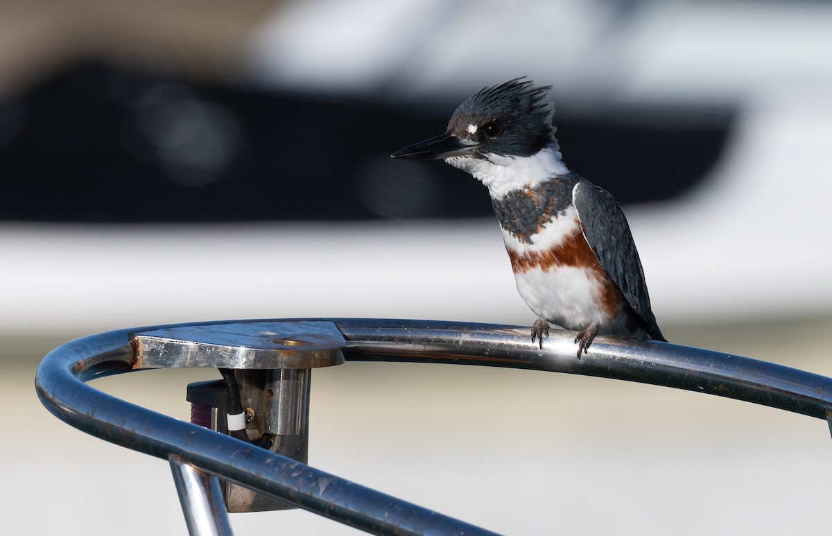 Belted Kingfisher - ML614064513