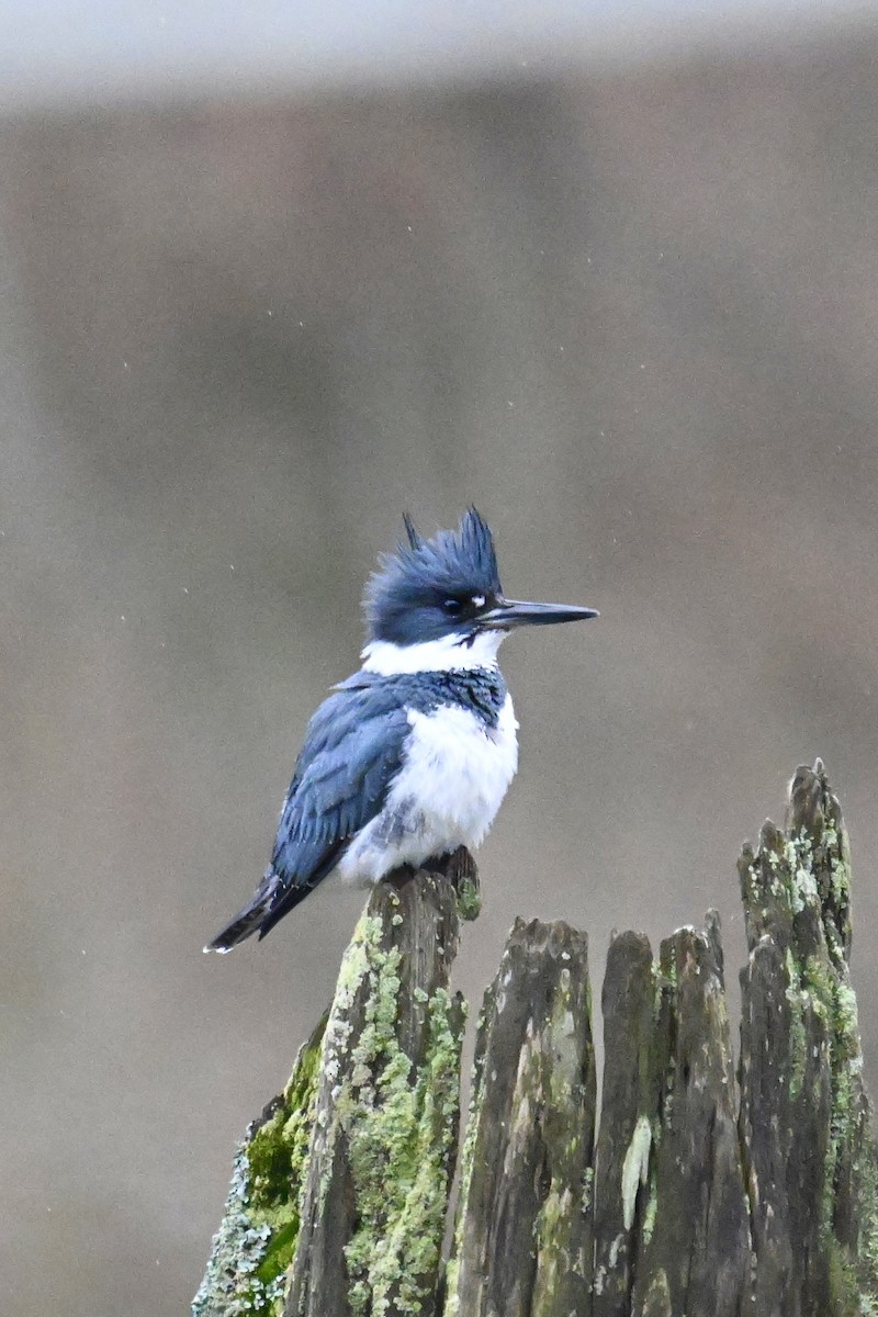 Belted Kingfisher - ML614064515