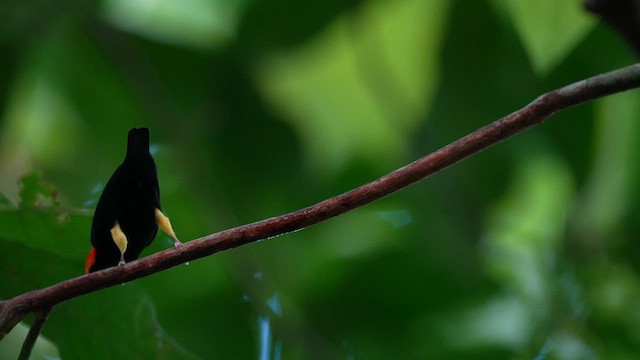 Manakin à cuisses jaunes - ML614064517