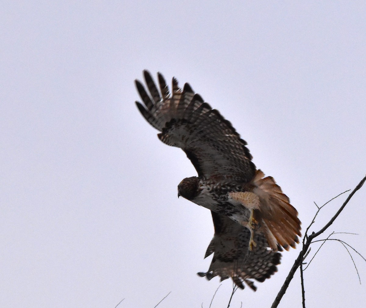 Red-tailed Hawk - ML614064527
