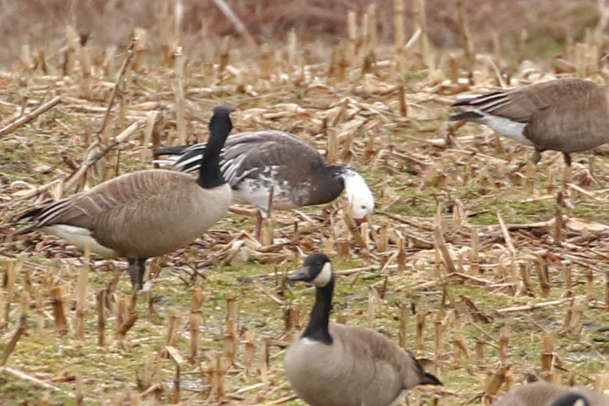 Snow Goose - ML614064589