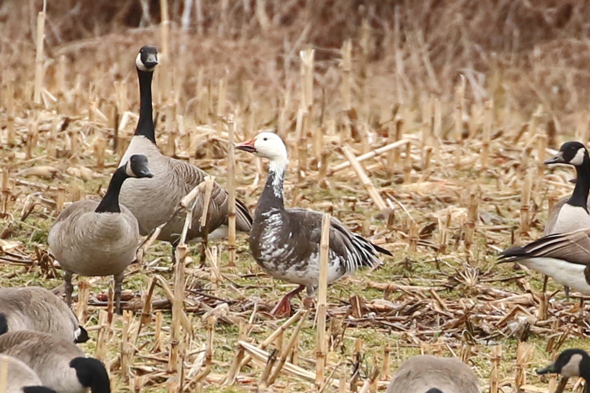 Snow Goose - ML614064590