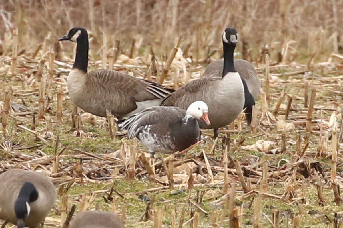 Snow Goose - ML614064592