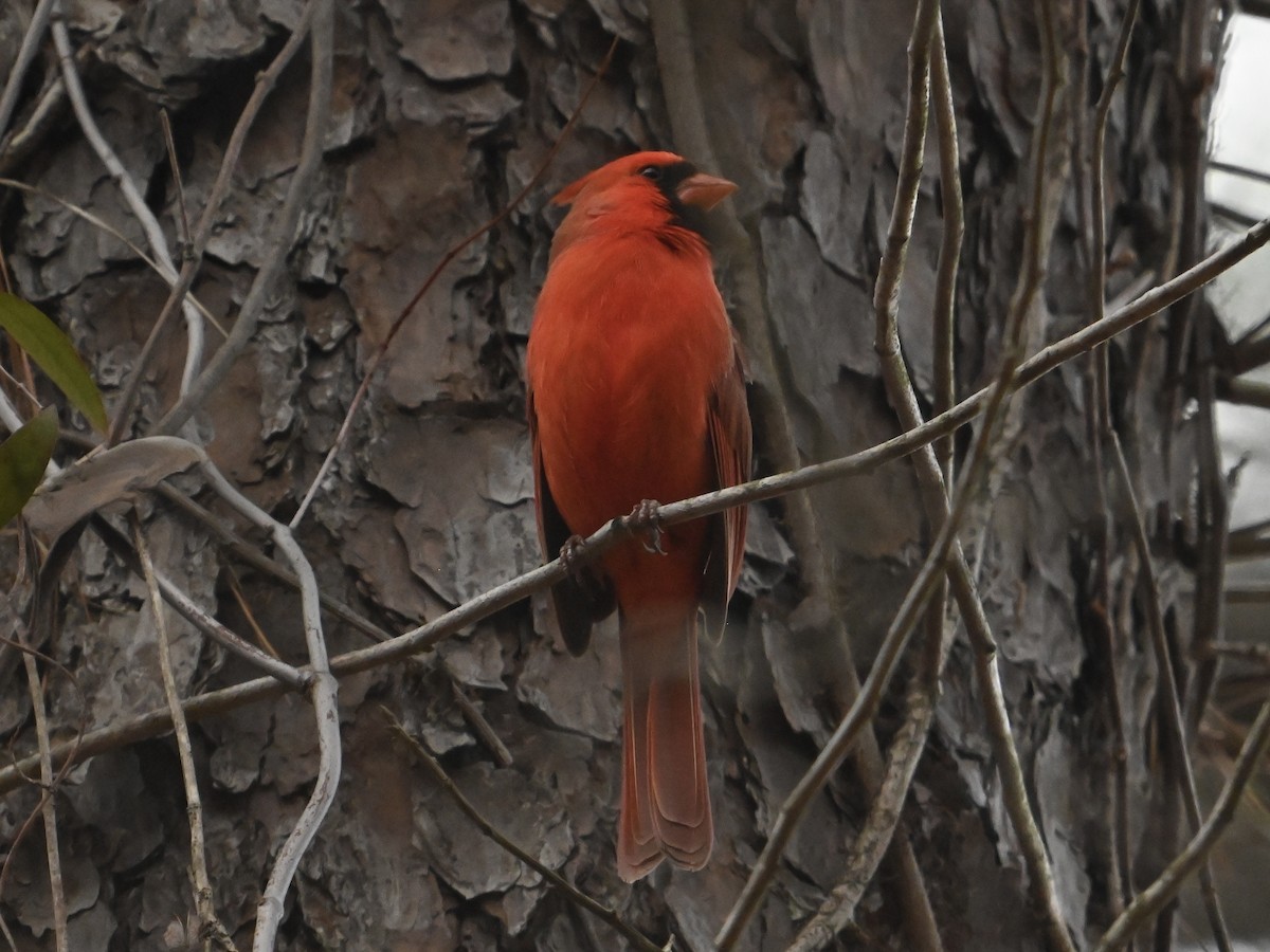 Northern Cardinal - ML614064639