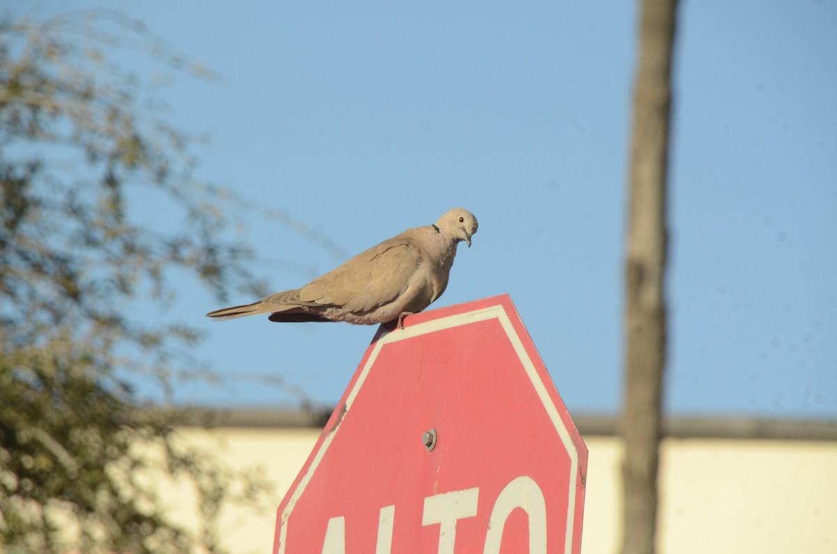 Eurasian Collared-Dove - ML614064654