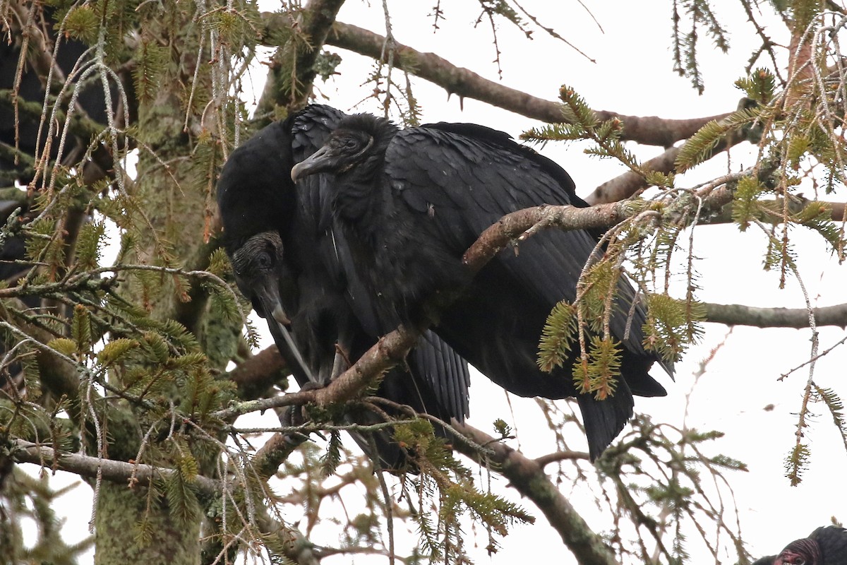 Black Vulture - ML614064663