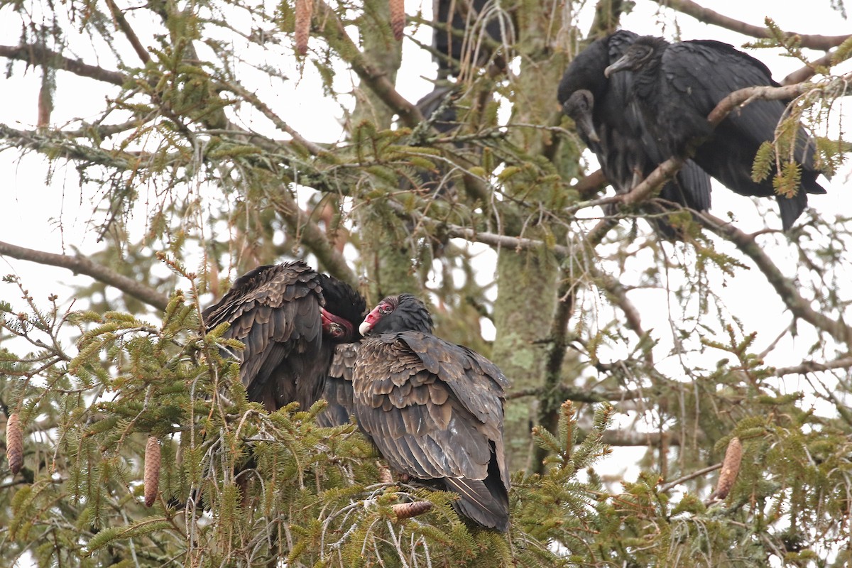 Turkey Vulture - ML614064681