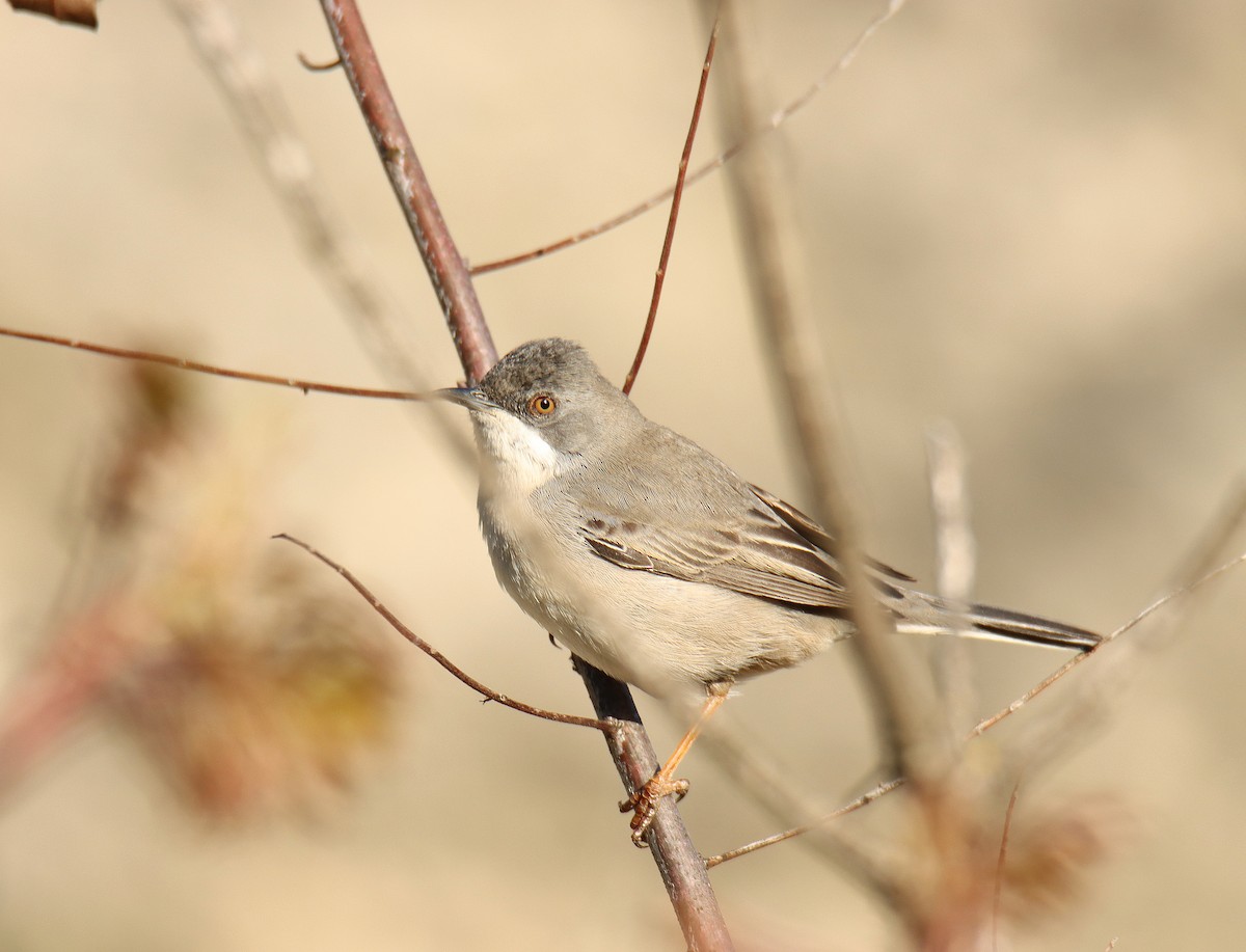 Rüppell's Warbler - משה נאמן