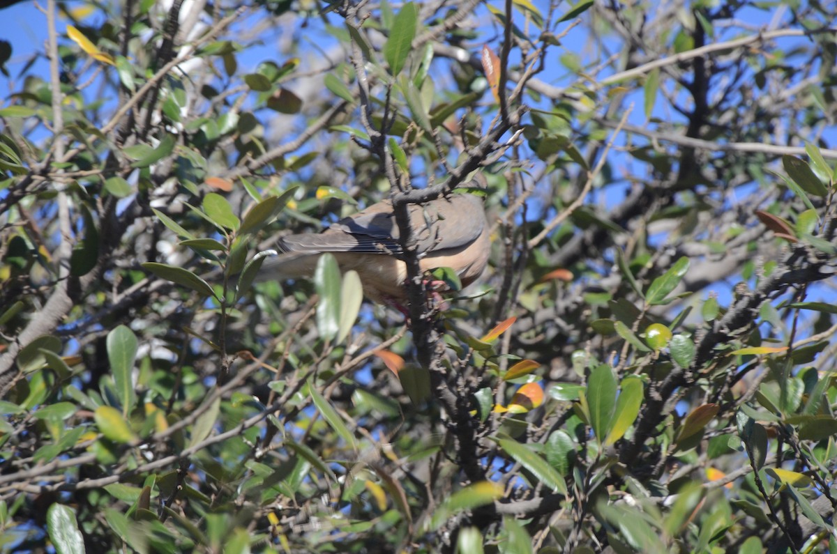 Mourning Dove - ML614064728