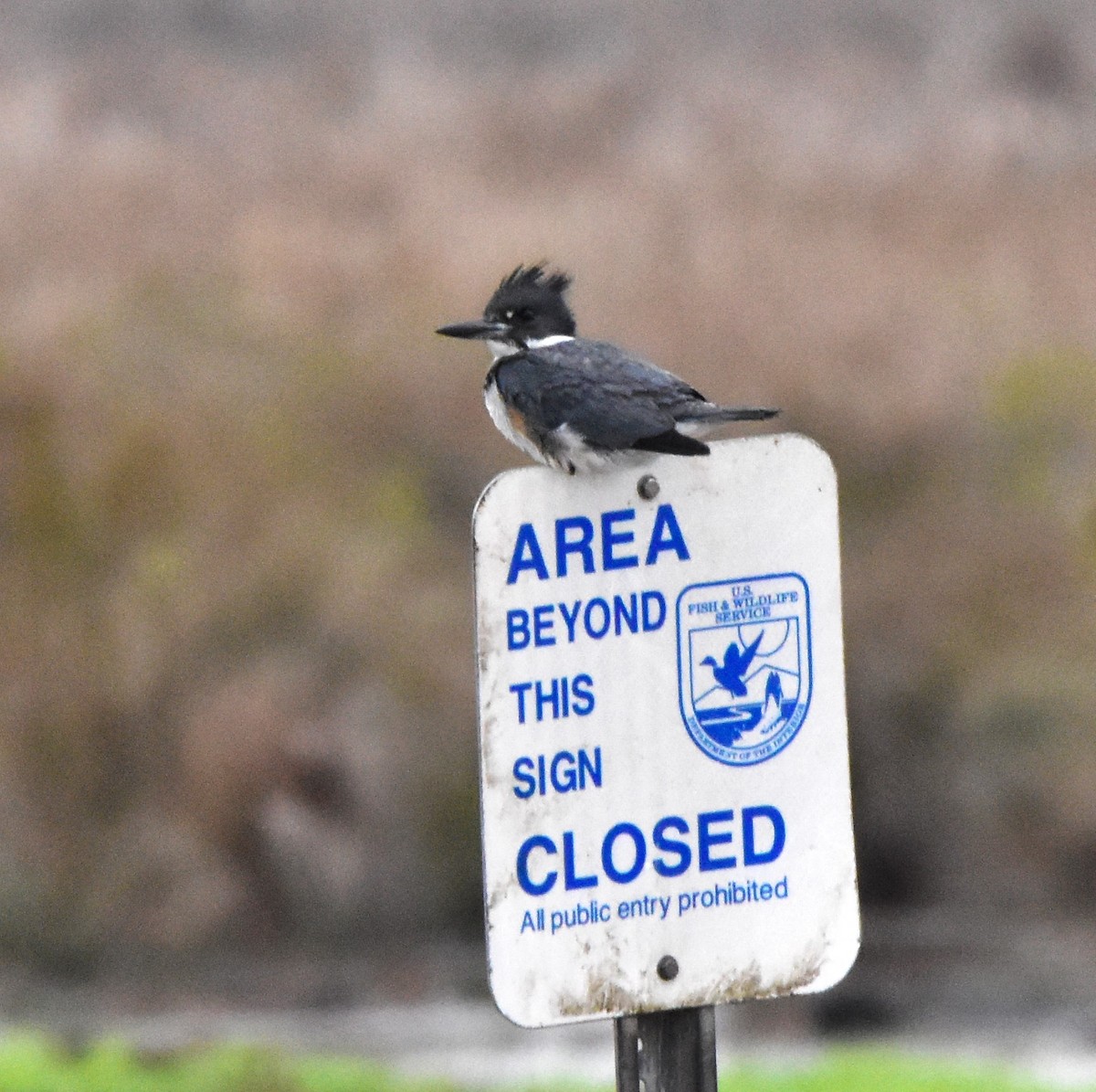 Belted Kingfisher - ML614064774