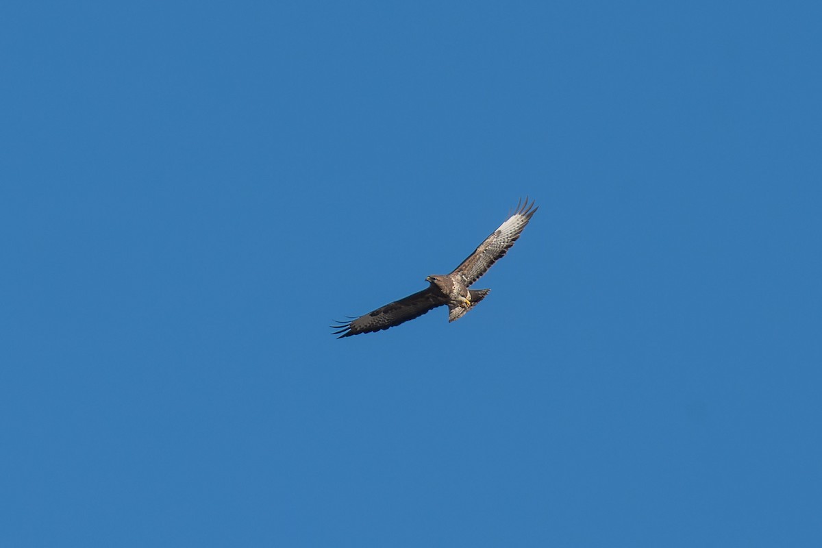 Common Buzzard - ML614064798