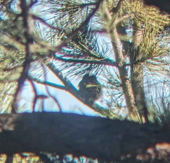 Northern Pygmy-Owl - ML614064840