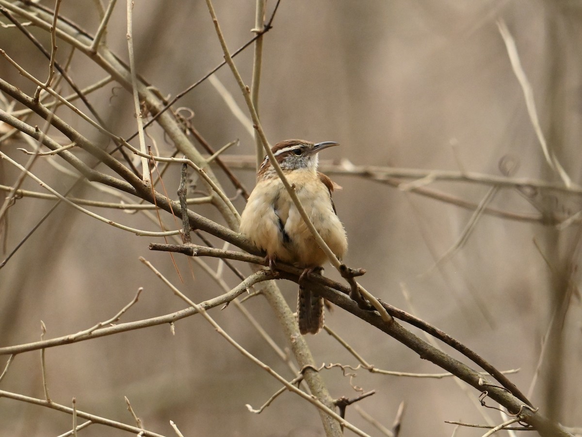 Carolina Wren - ML614064924