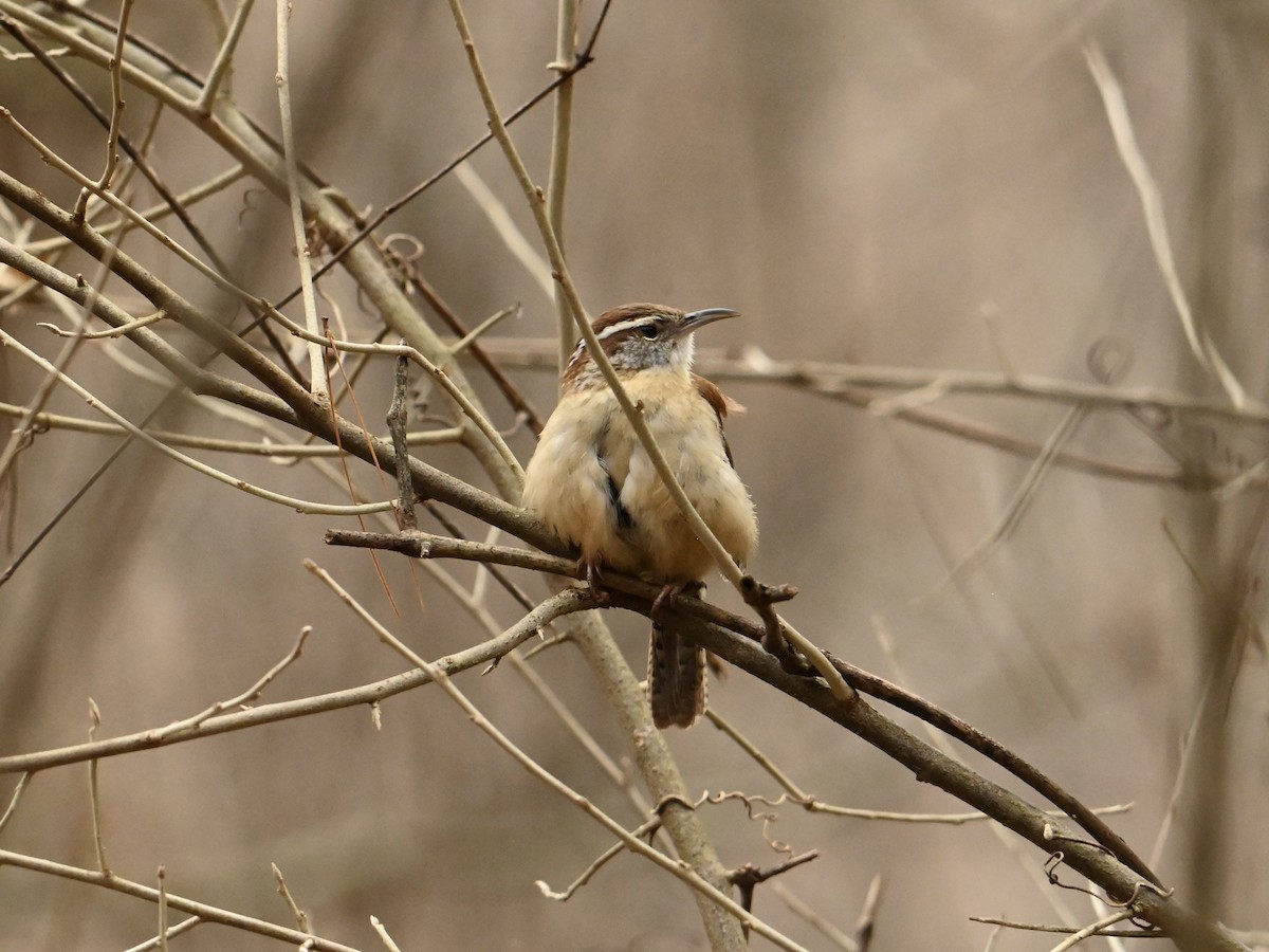 Carolina Wren - William Woody