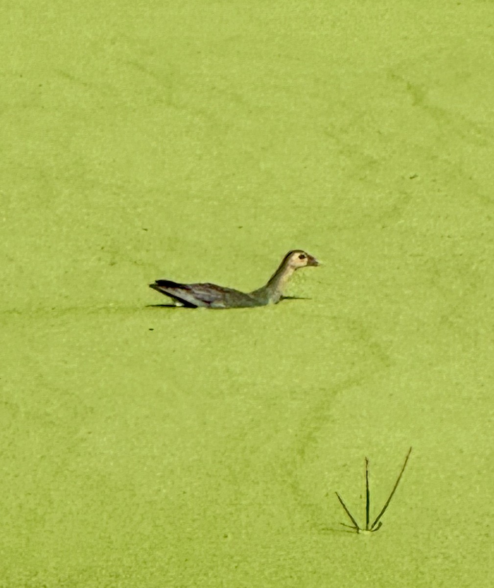 Purple Gallinule - ML614064947