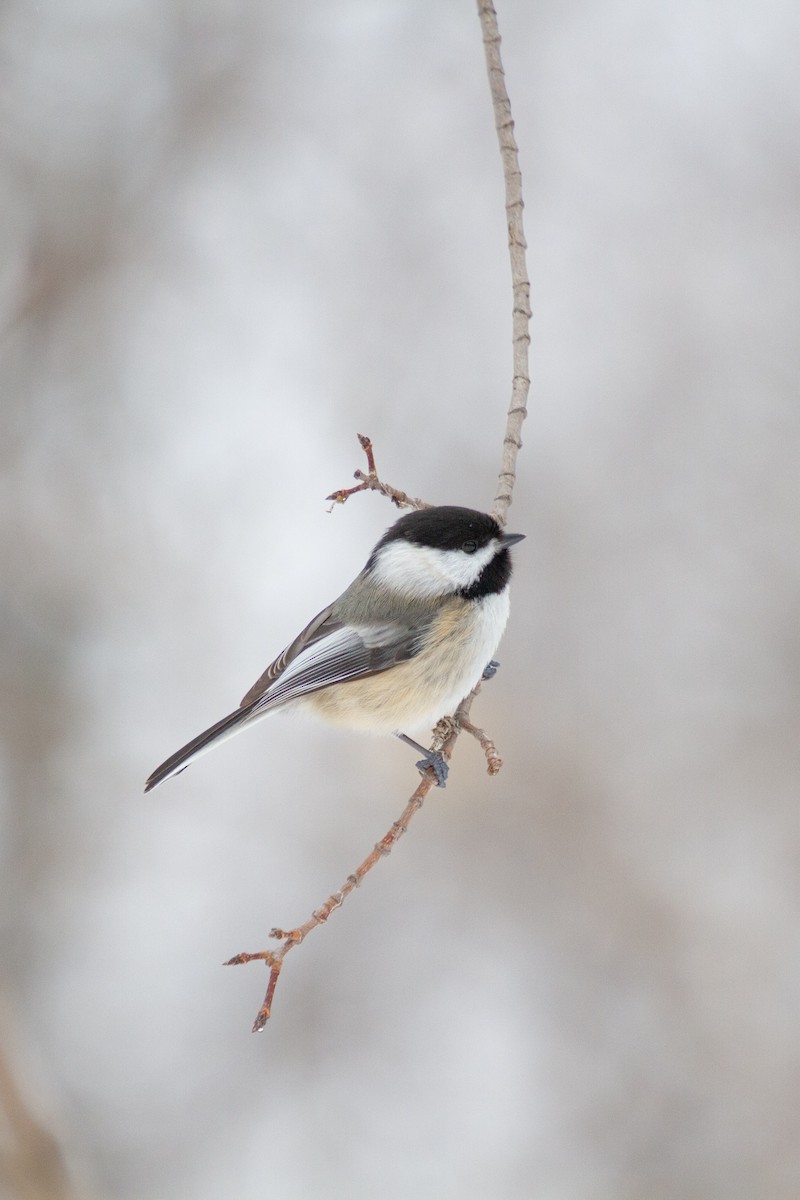 Black-capped Chickadee - ML614064975