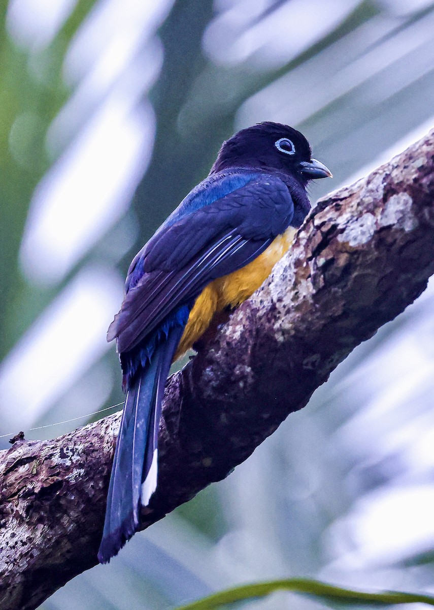 Black-headed Trogon - ML614064979