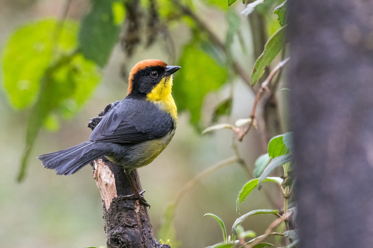 Yellow-breasted Brushfinch - ML614064992