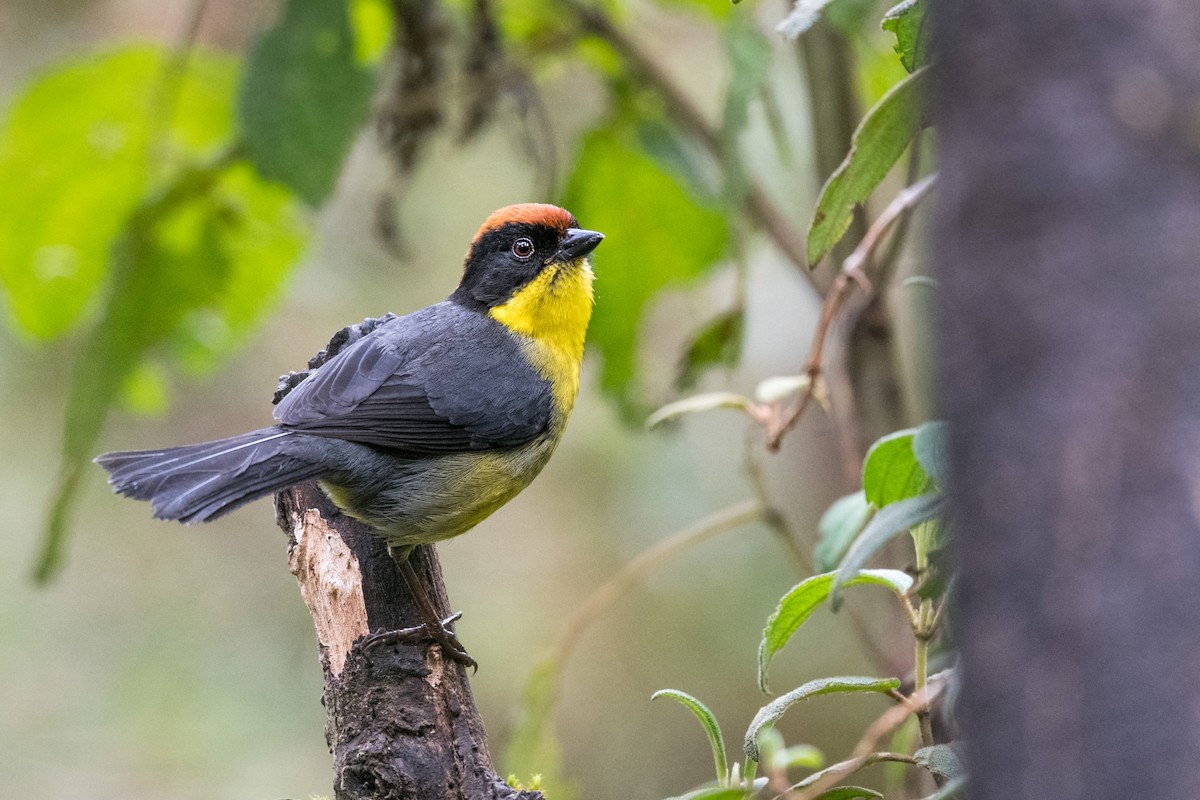 Yellow-breasted Brushfinch - ML614064993