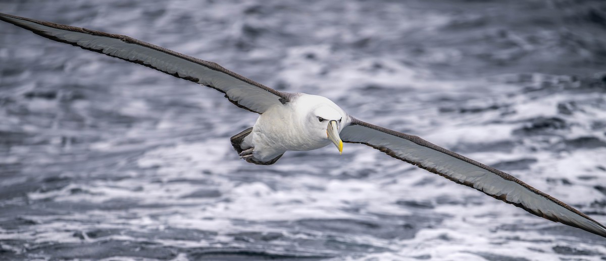 White-capped Albatross - ML614065009