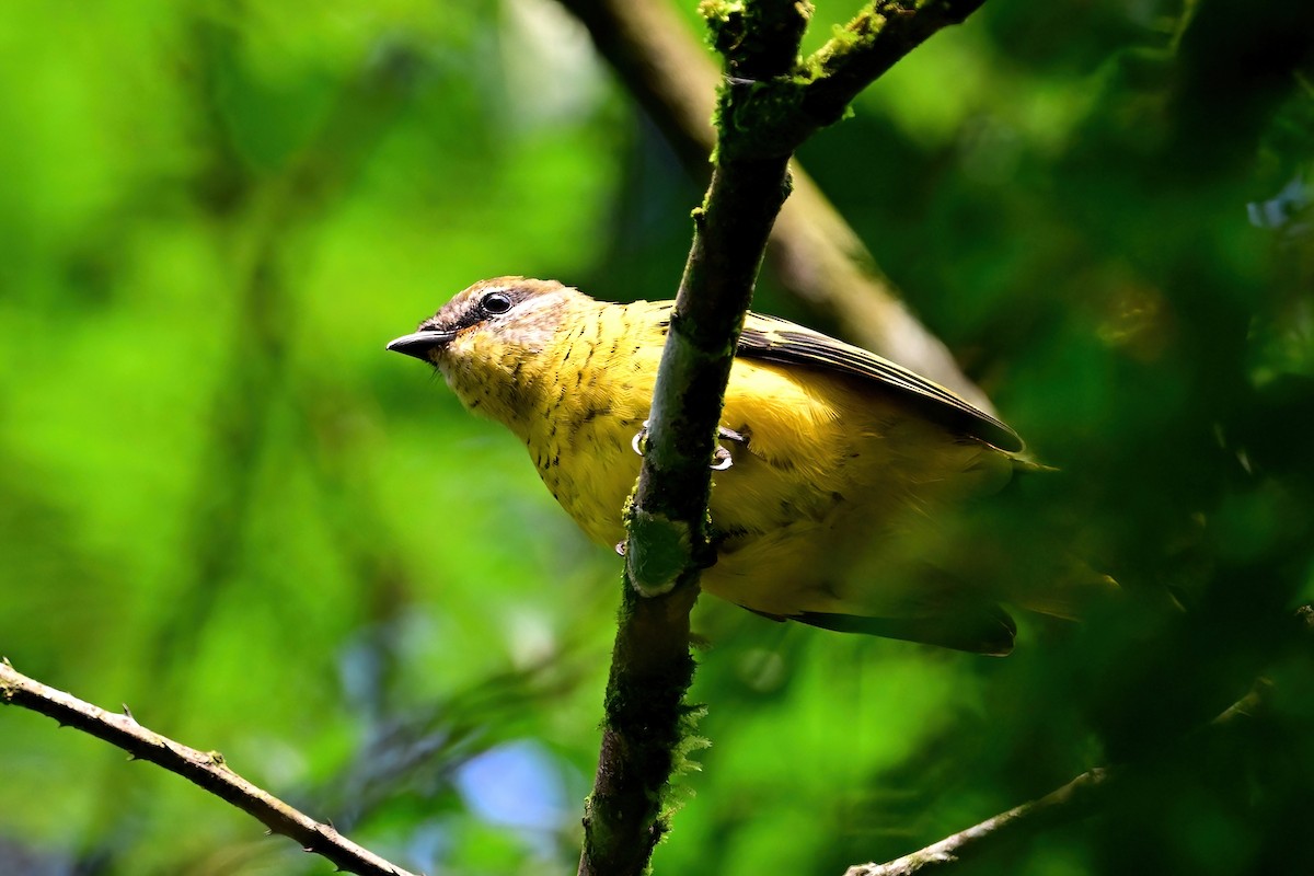 Petit's Cuckooshrike - ML614065025