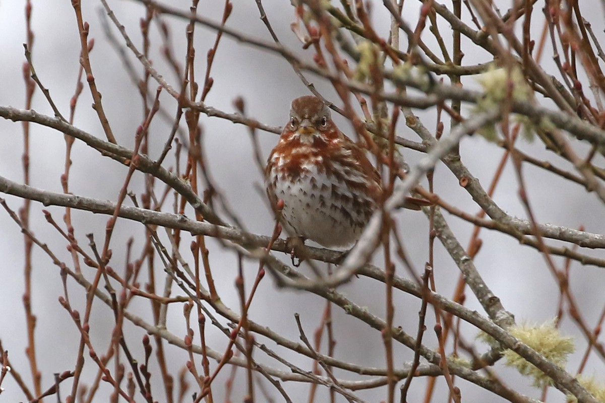 Fox Sparrow (Red) - ML614065040