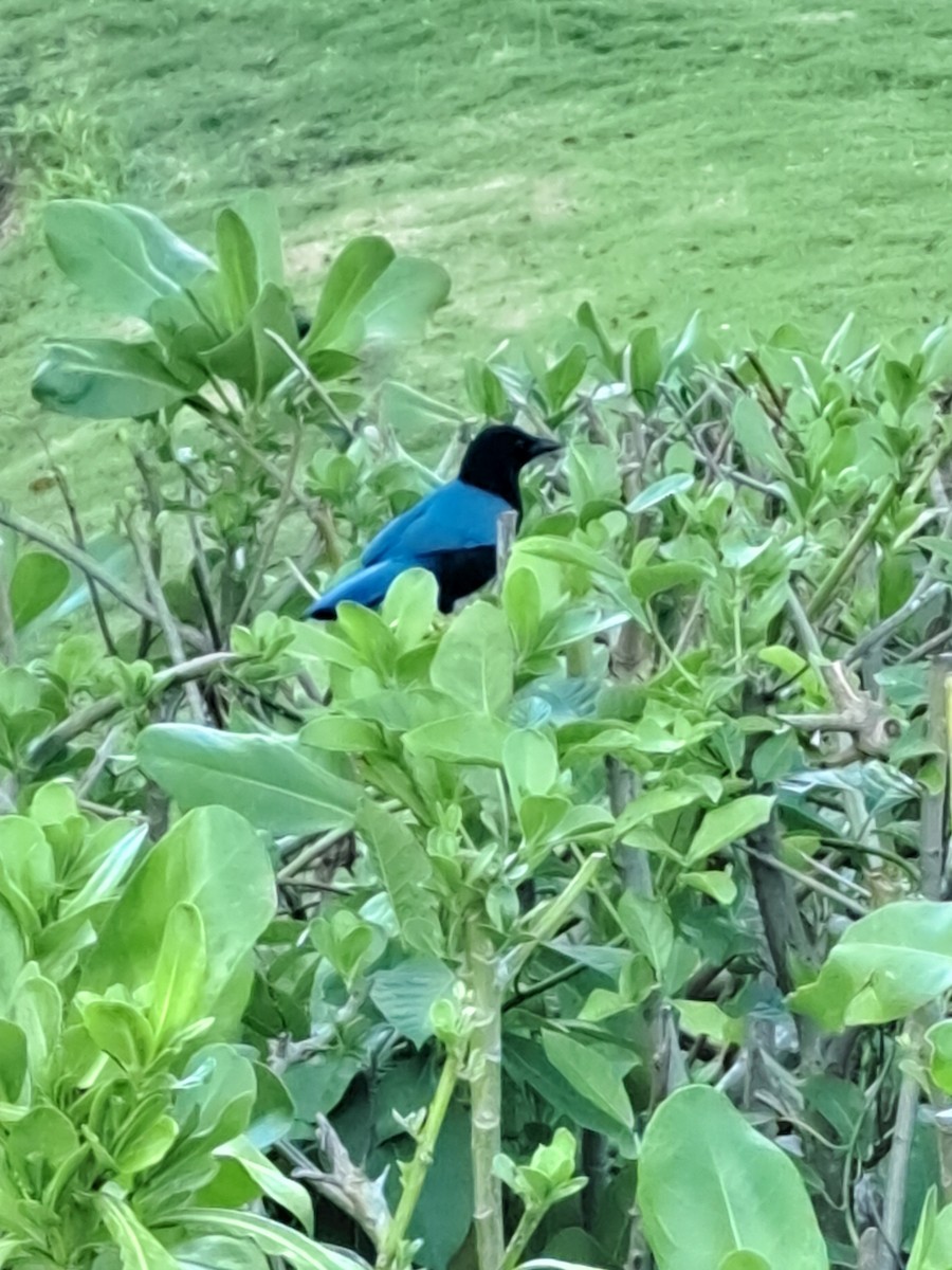 Yucatan Jay - ML614065106