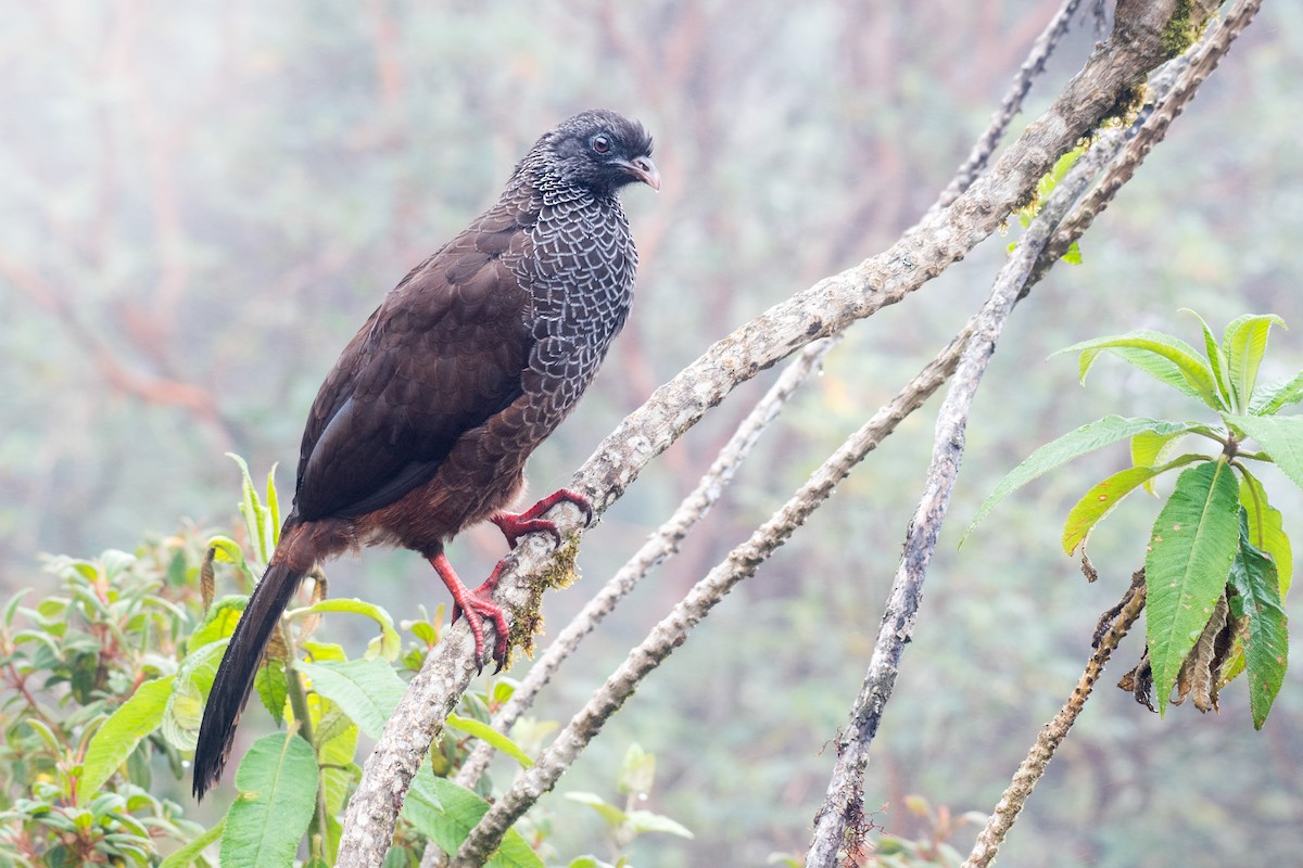 Andean Guan - ML614065118