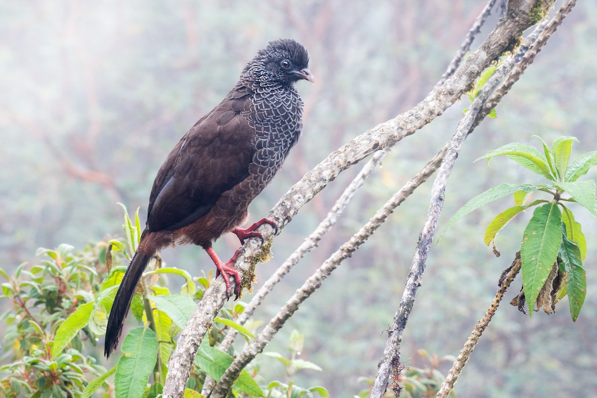 Andean Guan - ML614065119