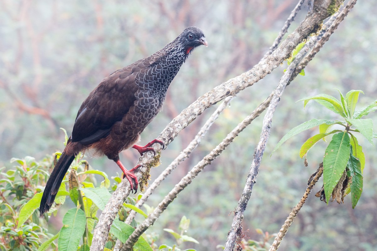 Andean Guan - ML614065120