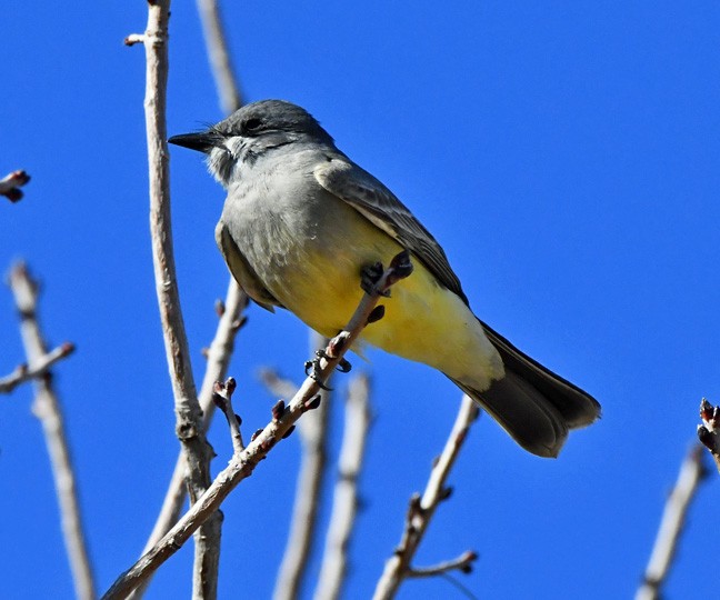 Cassin's Kingbird - ML614065163