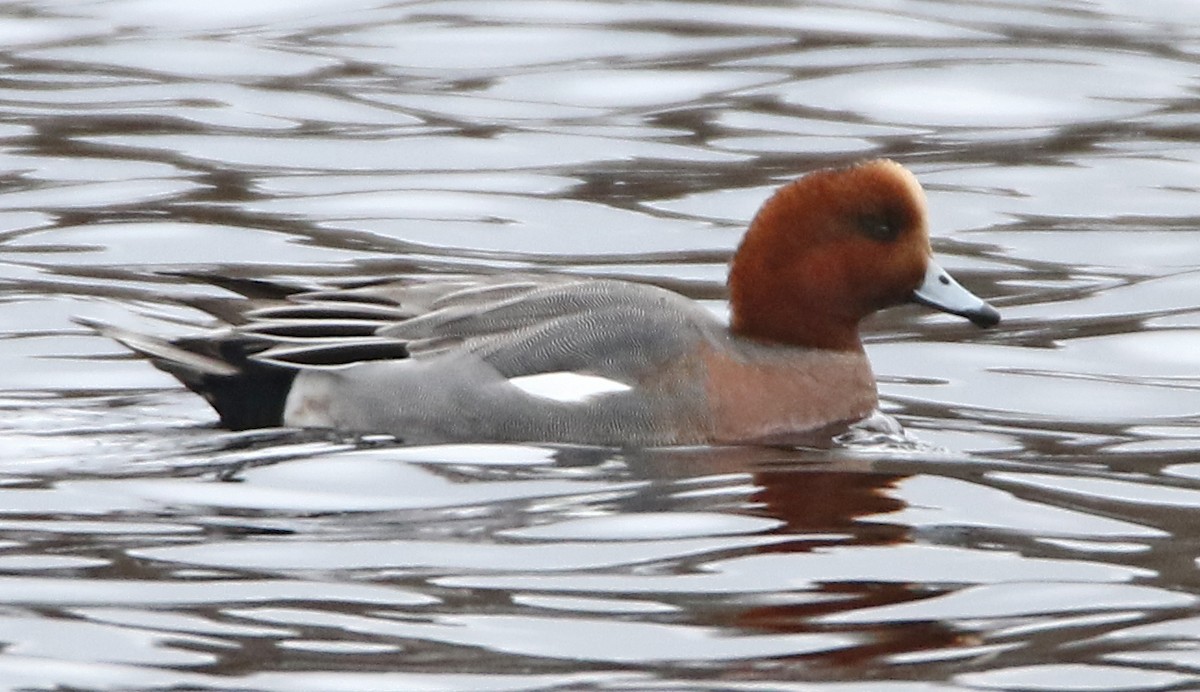 Eurasian Wigeon - H. Resit Akçakaya