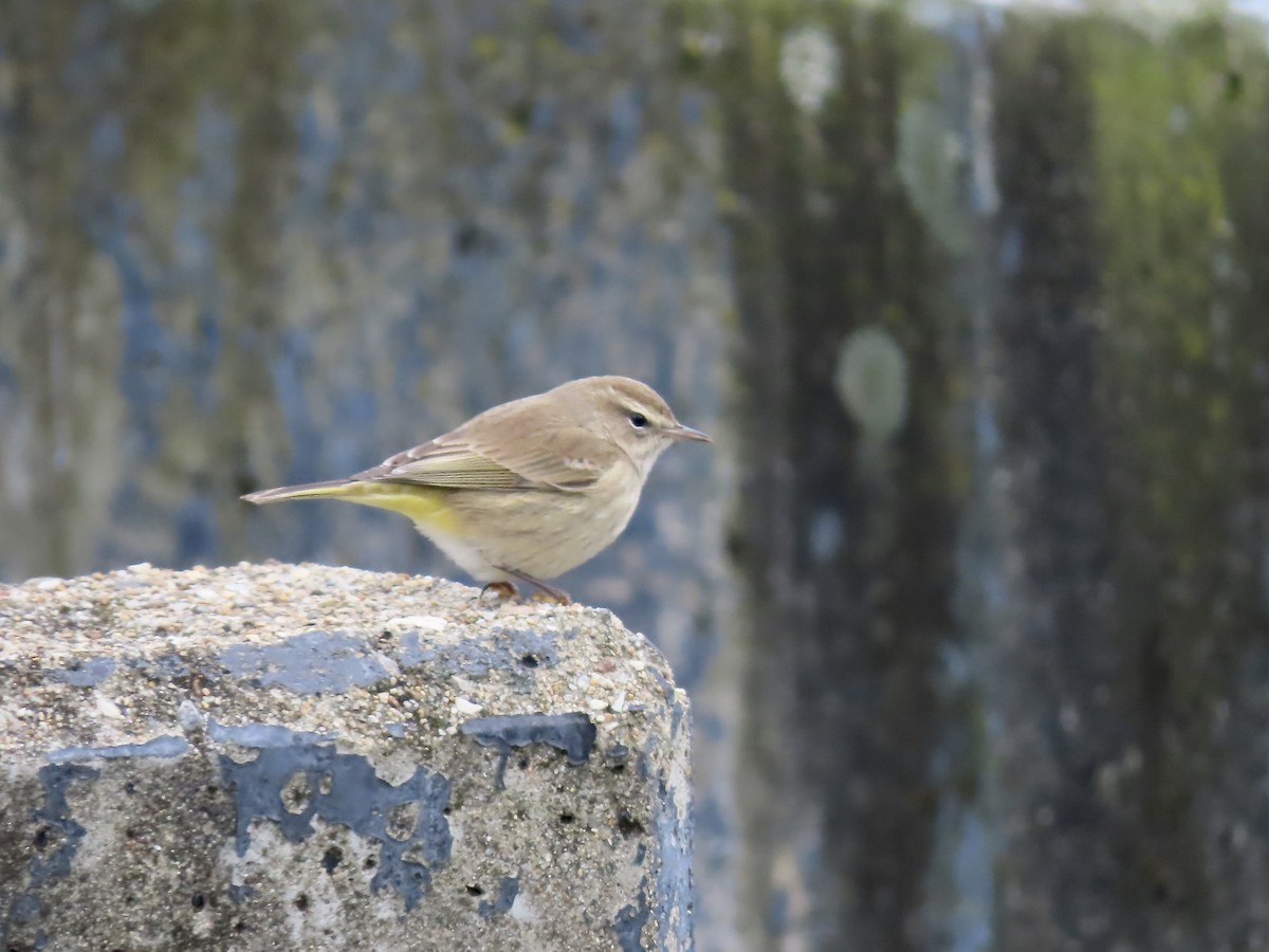 Palm Warbler - ML614065199