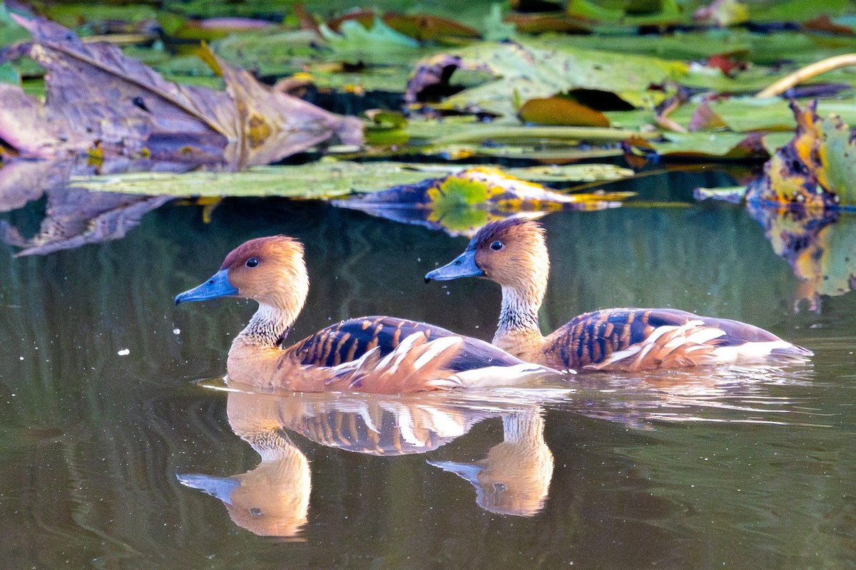 Fulvous Whistling-Duck - ML614065229