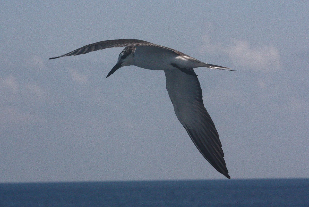 Bridled Tern - ML614065243