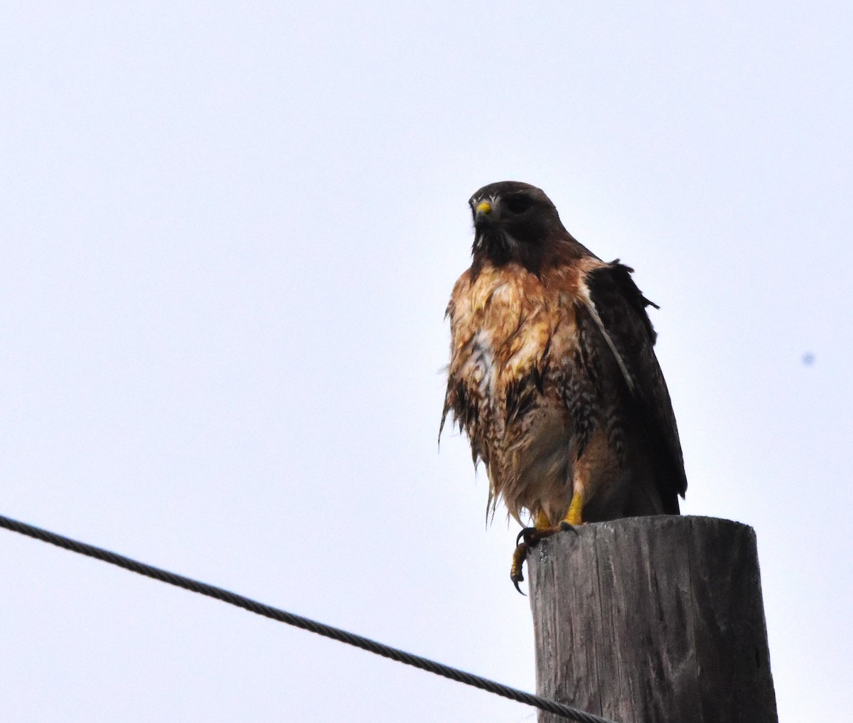 Red-tailed Hawk - ML614065304