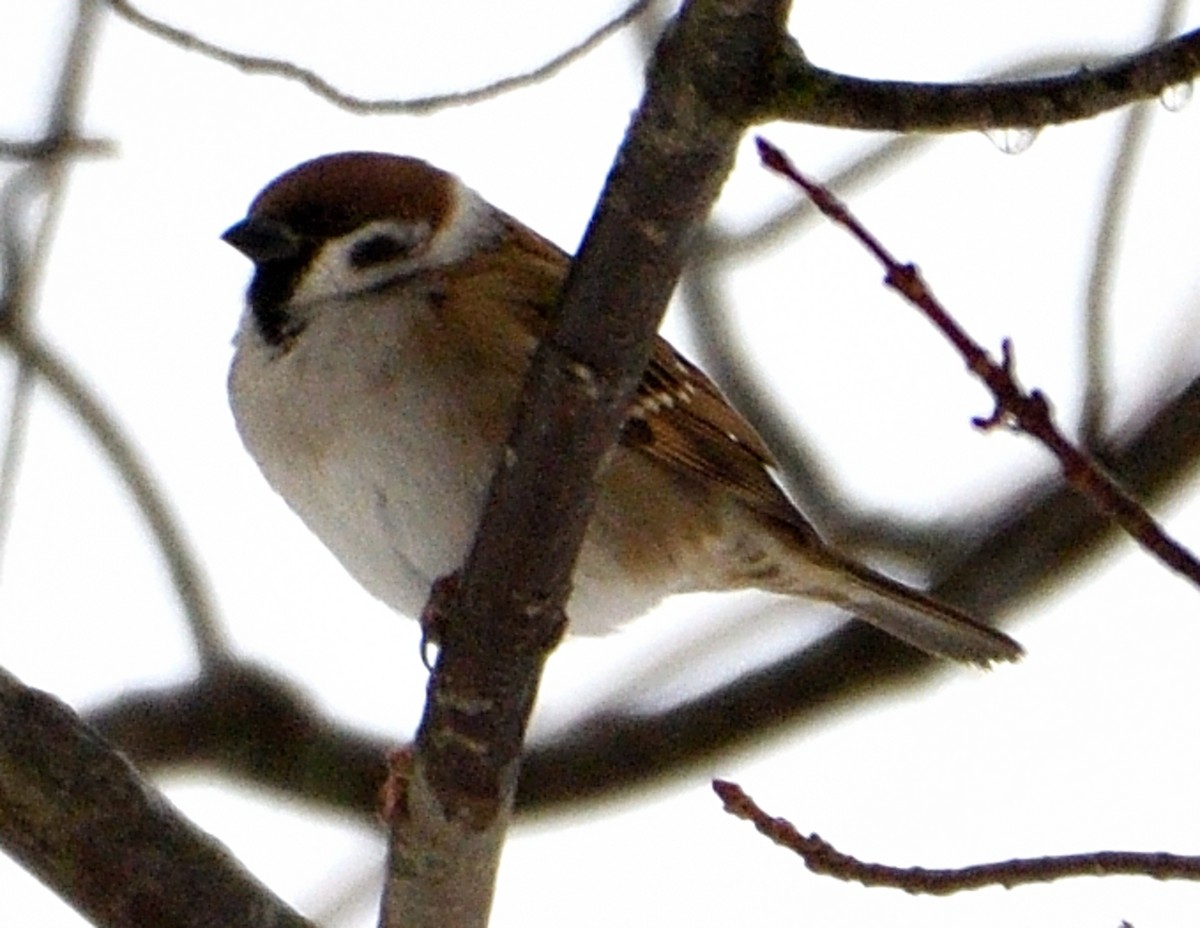 Eurasian Tree Sparrow - Christine Hough