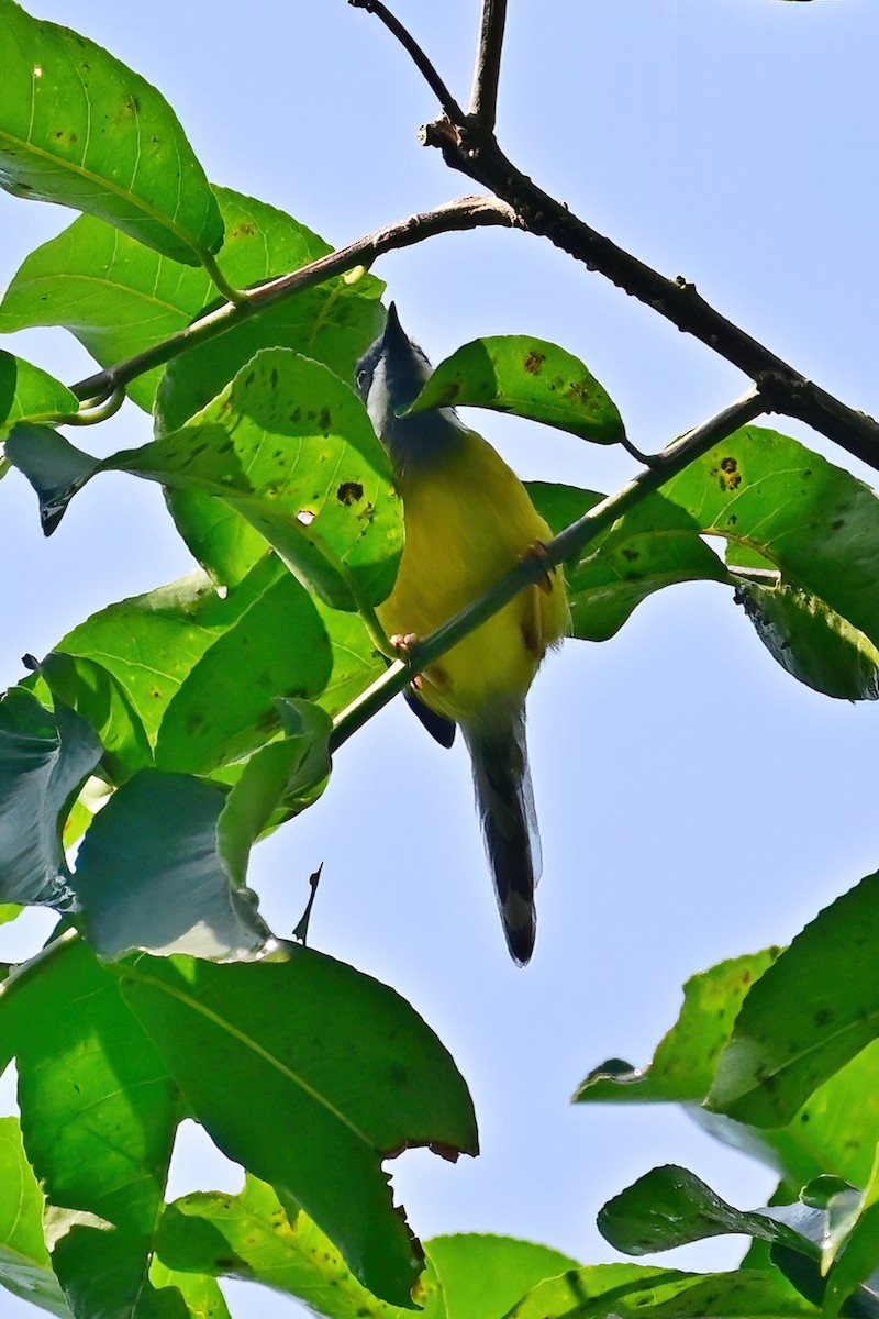 Apalis à gorge noire - ML614065329