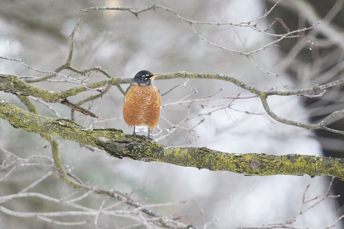 American Robin - ML614065380