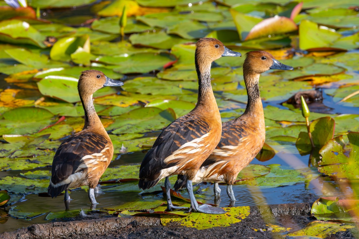 Fulvous Whistling-Duck - ML614065410