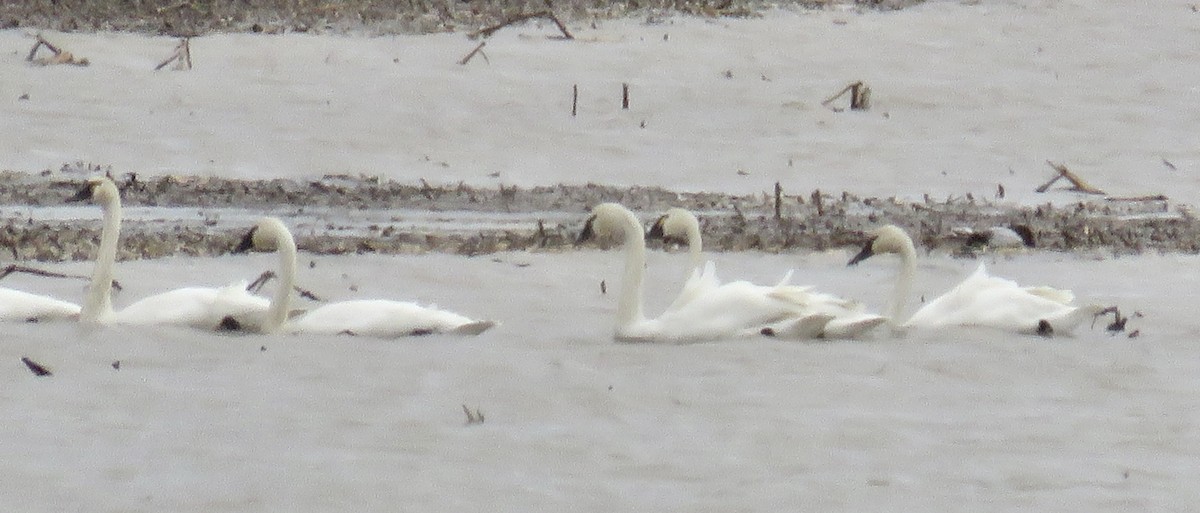 Tundra Swan - ML614065487