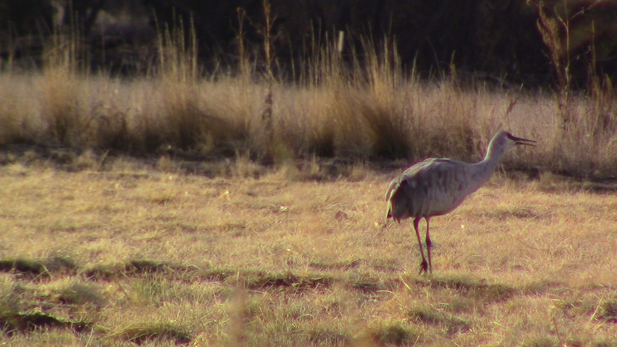 Sandhill Crane - ML614065524