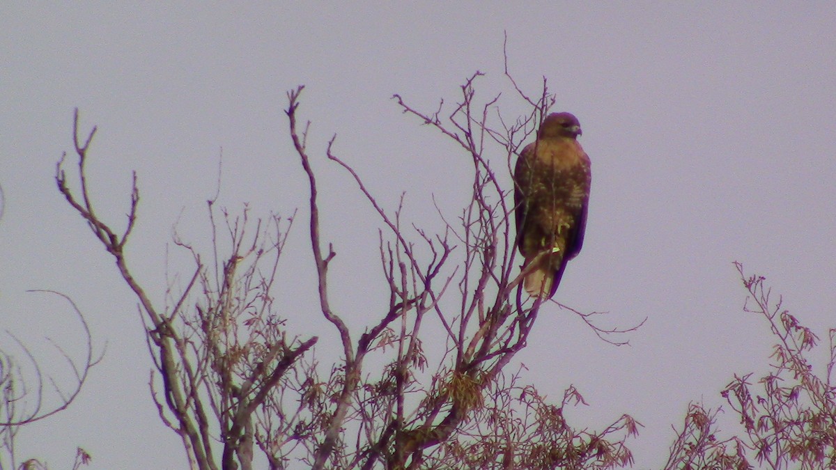 Rotschwanzbussard - ML614065535