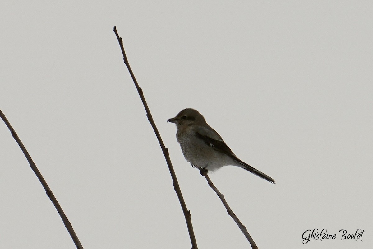 Northern Shrike - ML614065649